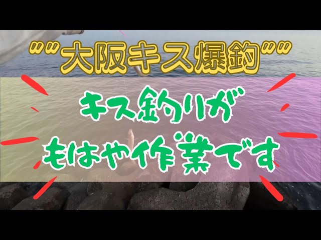 泉大津・忠岡界隈でキスが怖いくらいに釣れます！！ - YouTube