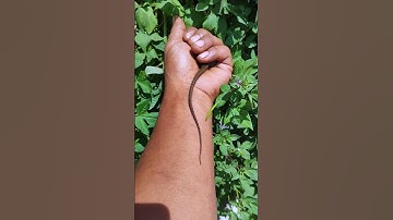 My cute skink💖🦎💖#anyuniqueanimals #reptiles #skink