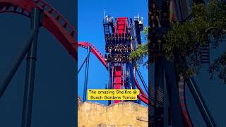 #buschgardens #rollercoaster #rides #shorts #short #shortvideo #shortsfeed #themepark #entertainment