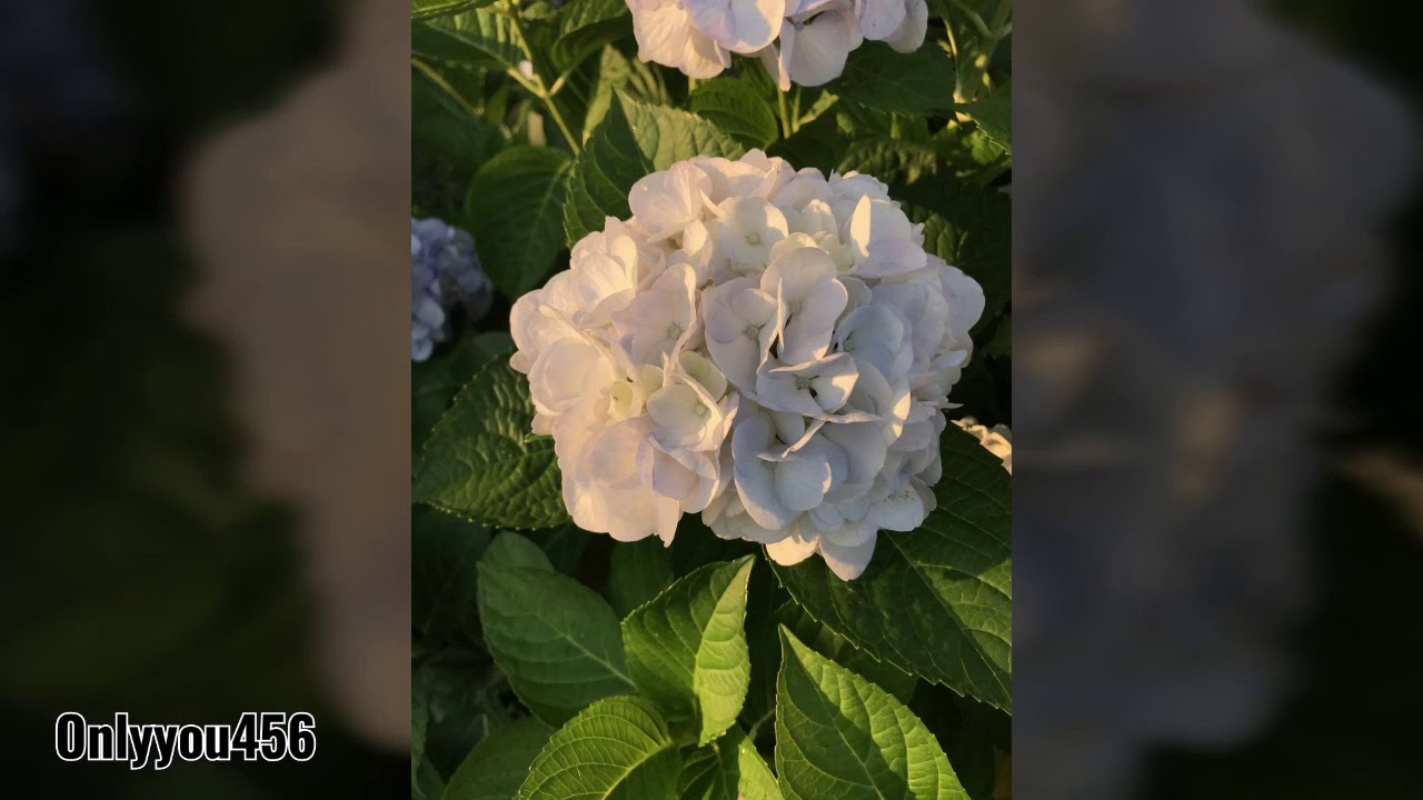 Hoa bốn mùa ở Nhật Bản