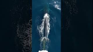 Does a whale shit in the ocean? Fin whale contributing to the cycle of life in the Pacific Ocean