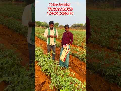 CT combo all in one result #telugutomato #agriculture #tsfarmers #agriculturefarming #farming