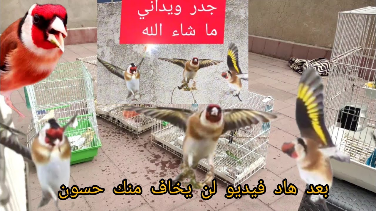 كيف تجعل حسون صيد جديد يغرد في أسبوع طريقة مجربة لا يخاف منك مثل كناري