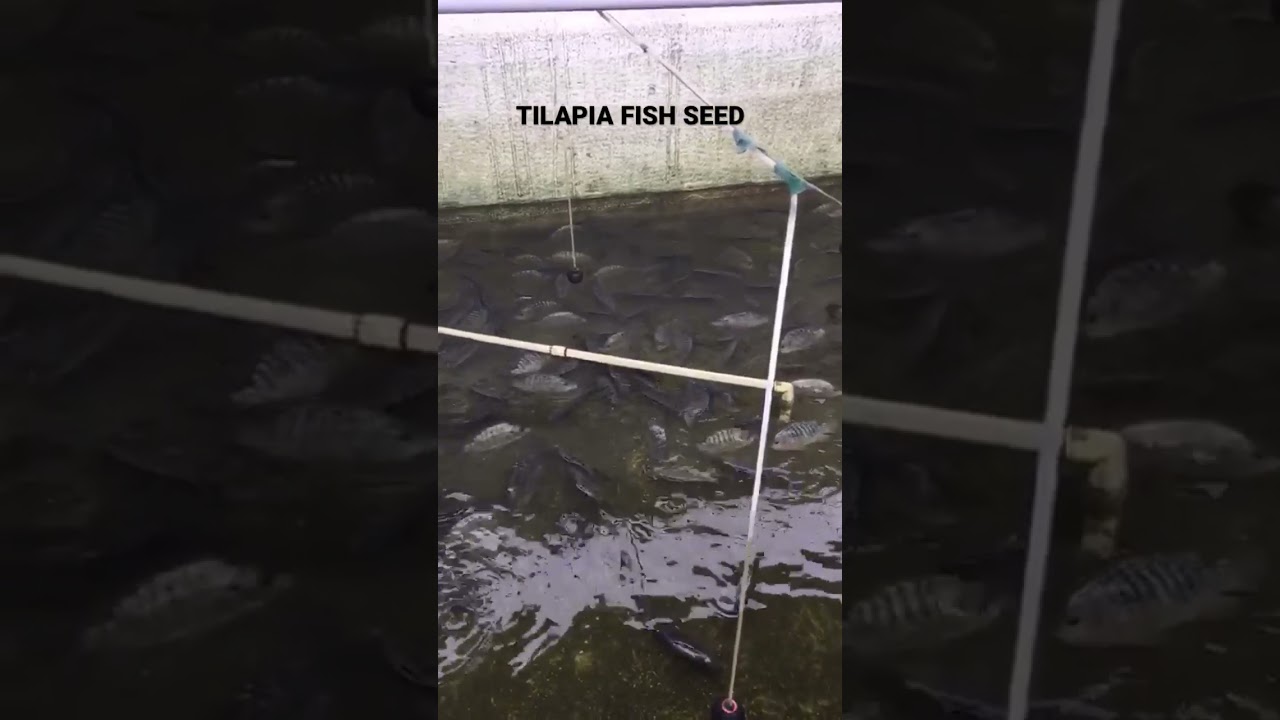 TILAPIA FISH SEED (best quality fish seed)