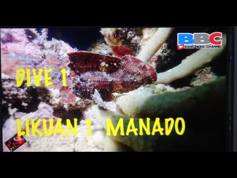 Diving 1 Likuan 1 Manado
