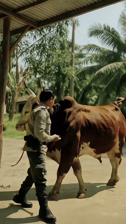 Sapi kurban limousin #sapi #sapilucu #sapisuper #belajarai #aiart