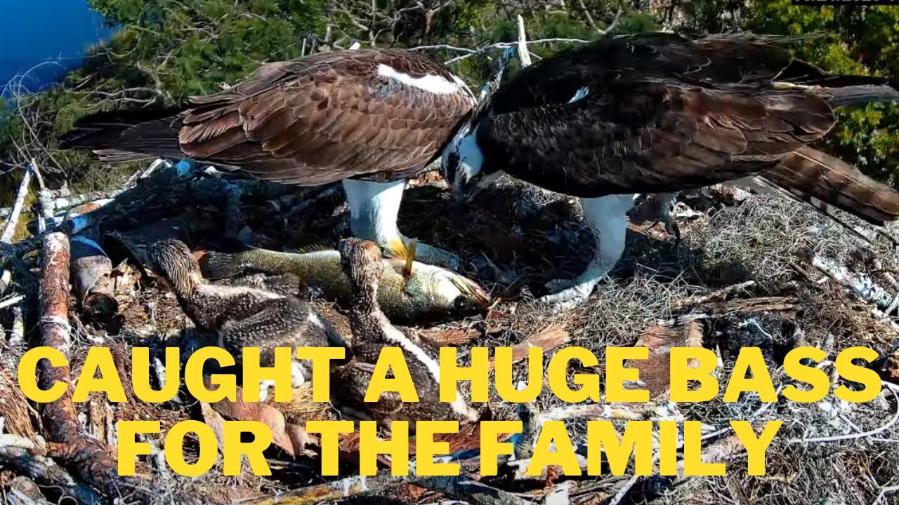 Does mom osprey has her favorite chick? watch how the mom feed the