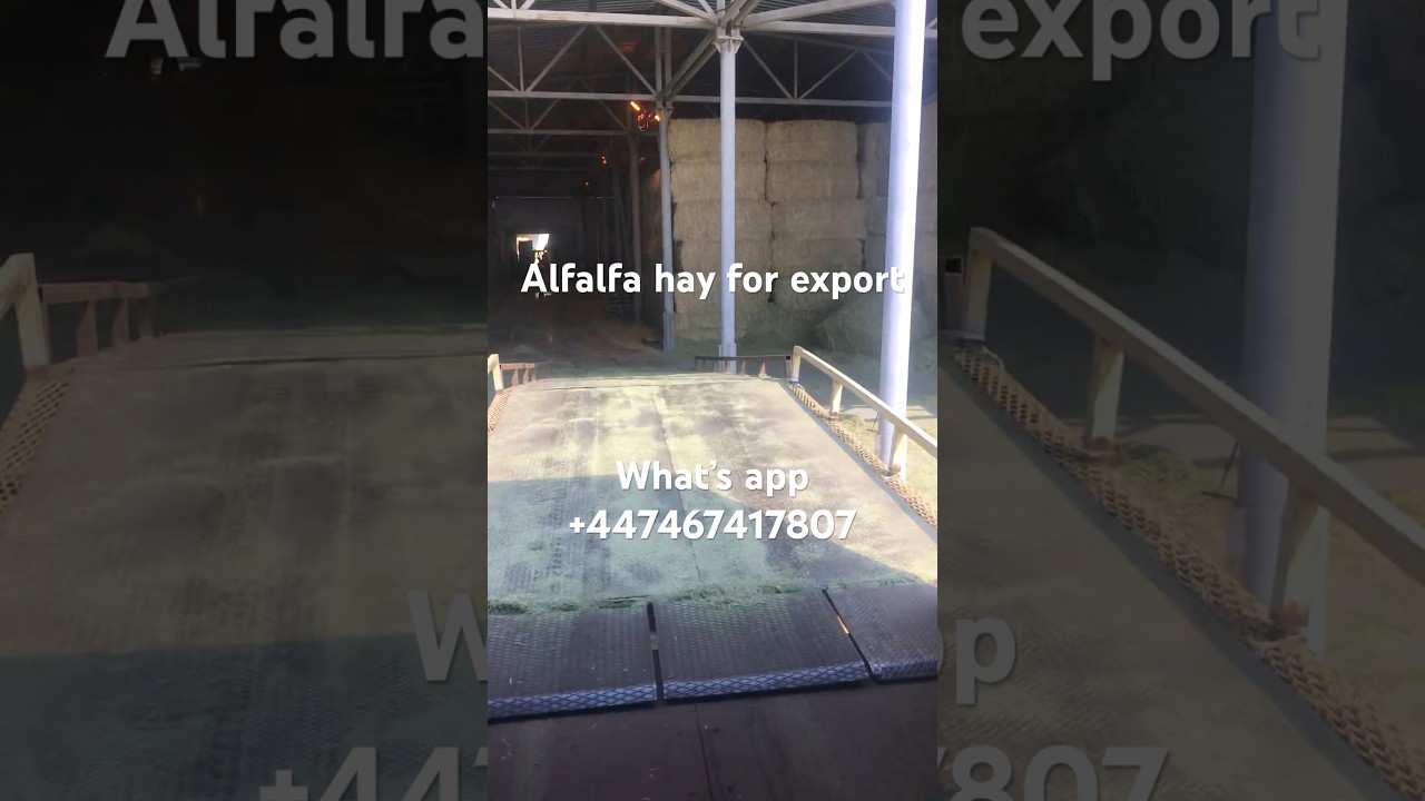 Alfalfa hay for export import