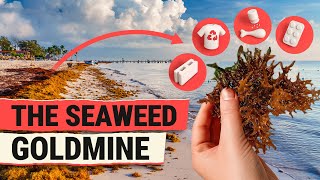 This Toxic Seaweed Could Save the Planet