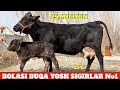 BOLASI BUQA YOSH SIGIRLAR NARXLAR BOMBA ULGURIB QOLIN⭐️