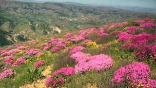 Karer 2007 - Mürsel Menteşe