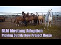 BLM MUSTANG ADOPTION | Picking Out My New Project Horse