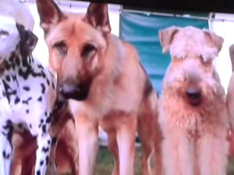 Garfield: dancing dog