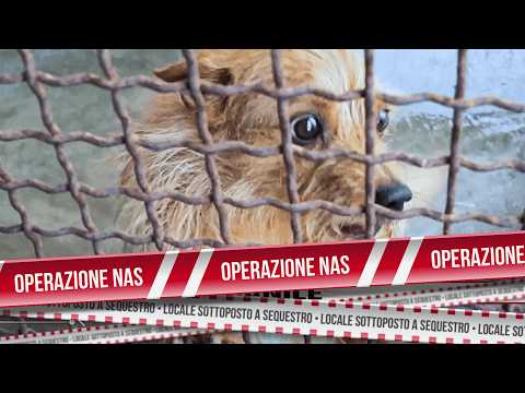 Video Cani maltrattati e medicinali scaduti | Operazione NAS