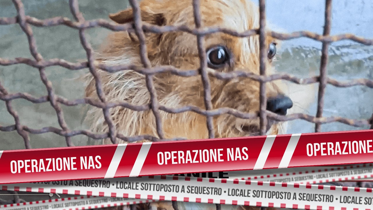 Cani maltrattati e medicinali scaduti | Operazione NAS
