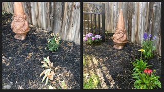 Daisy Flower Bed Tragedy 😩🌼 | The dark side of gardening | Wendi's Garden