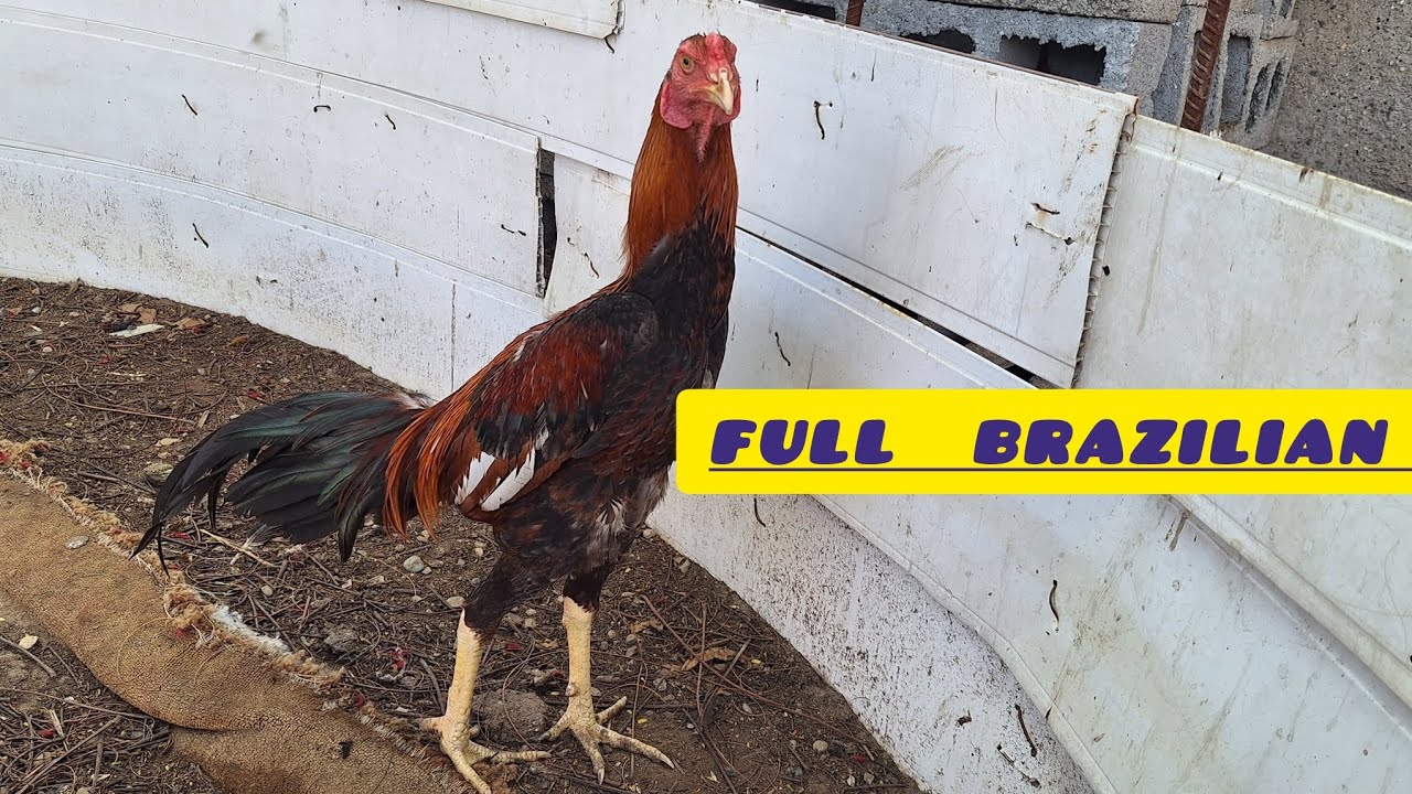 This pure Brazilian rooster will shock you خروس لاری برزیلی اصیل افسانه‌ای که شکست نمیخوره
