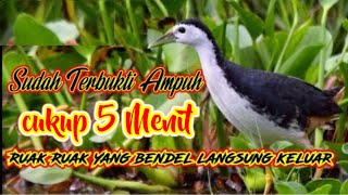 Suara Burung Wak Wak Betina Mp3 Paling Ampuh Yang Bandel Pasti'Kluar Bisa Dibuktikan Sendiri