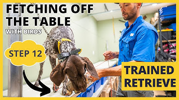 Formal Retrieving Work - Trained Retrieve - Step 12 - Fetching Birds Off The Table
