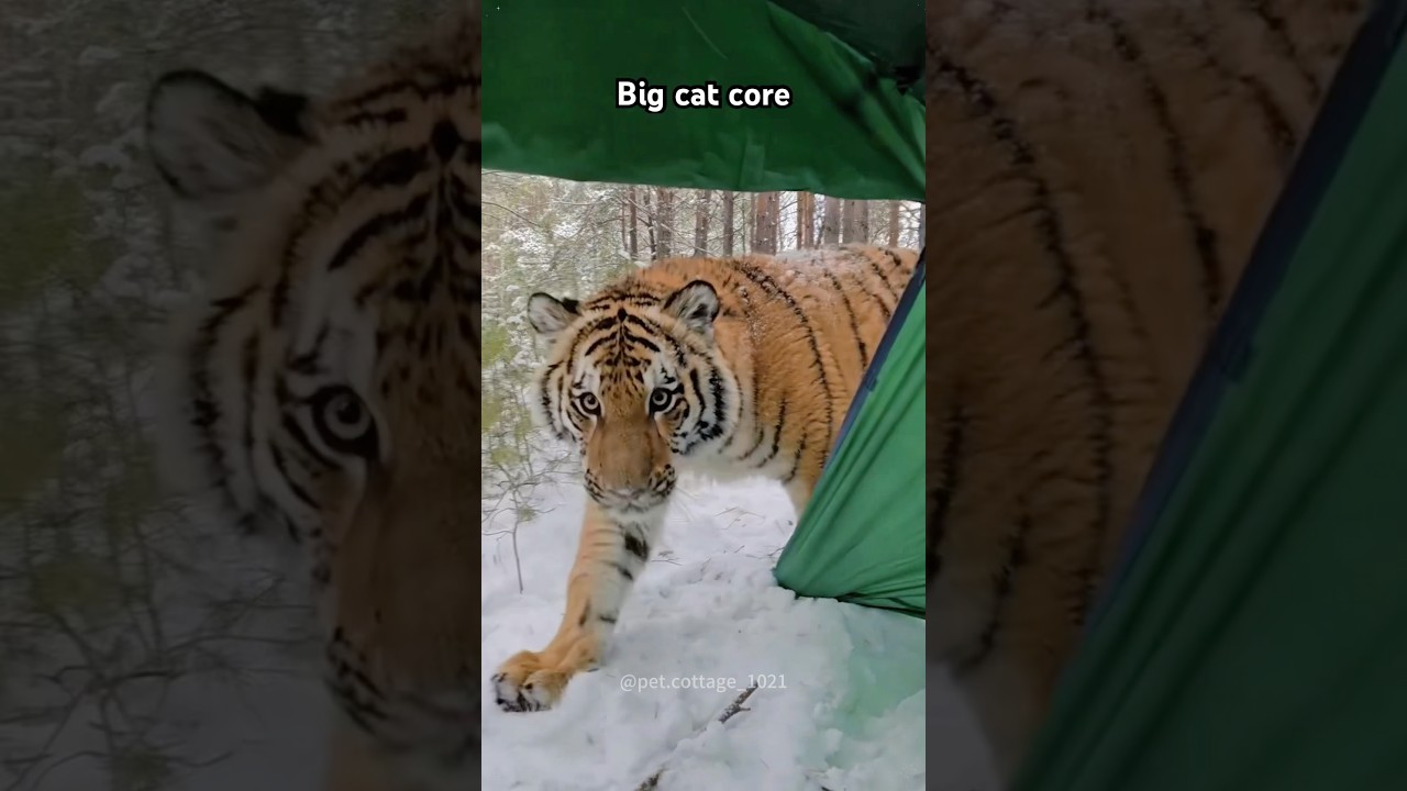 Big cat core #music #piano #soundtrack