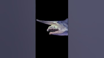 Finding A Really Old Shark Tooth Fossil #fossils #shark #hiking #rockhounding