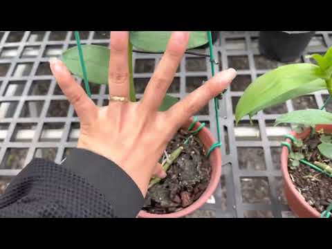 Video siêu phẩm 5ct gấu trúc. 7-9-2022. 0395.335.334 - youtube