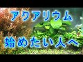 アクアリウム始める人へ