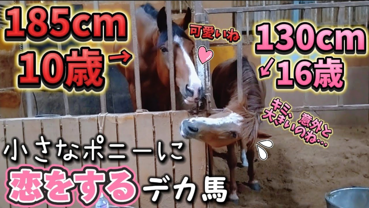 185cmのデカ馬がオルフェーヴルと同い年の年上の小さなポニーに恋を