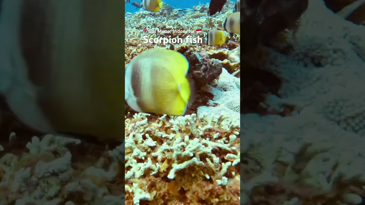 Just a scorpion fish showing off 