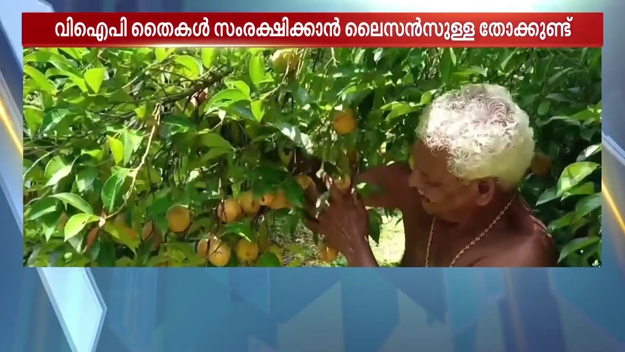 ഒരൊറ്റ ജാതി മരം കൊണ്ട് ലക്ഷപ്രഭുവായ കഥ; ഇത് എബ്രഹാം ചേട്ടന്റെ ജാതിത്തോട്ടം | Nutmeg | Kozhikode