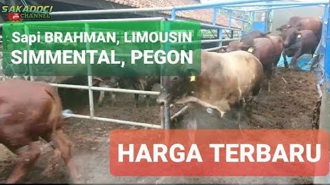 UPDATE HARGA TERBARU SAPI BRAHMAN, SIMMENTAL DAN LIMOUSIN || Sapi Impor dan Lokal Pasar
