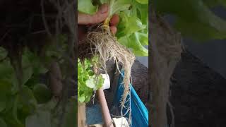 nutrientes para Hidroponia