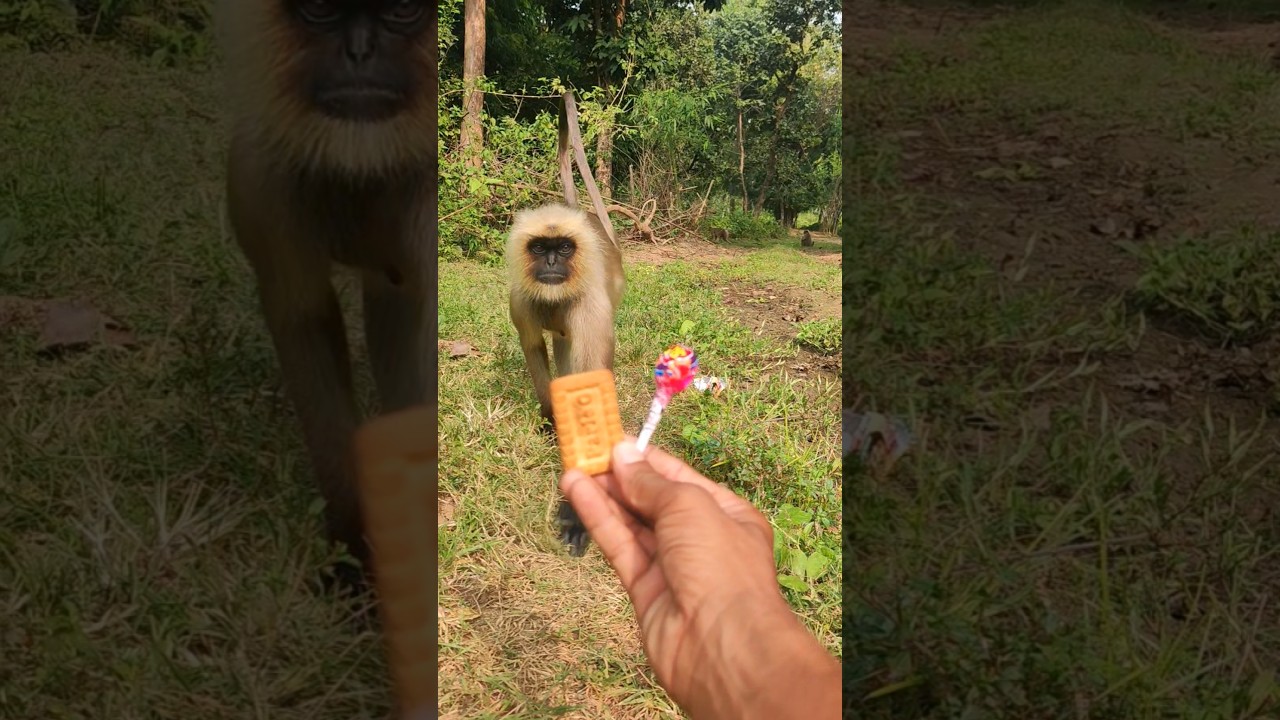 Monkey's Choice: Biscuit or Lollipop? Hand-Feeding a Langur!