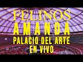 Los Felinos - Amanda en Vivo (Palacio del Arte Morelia)