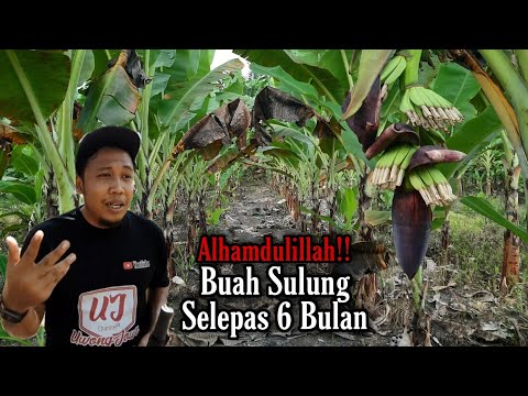 Video: Berapa Lama Pokok Hidup - Ketahui Tentang Purata Umur Pokok