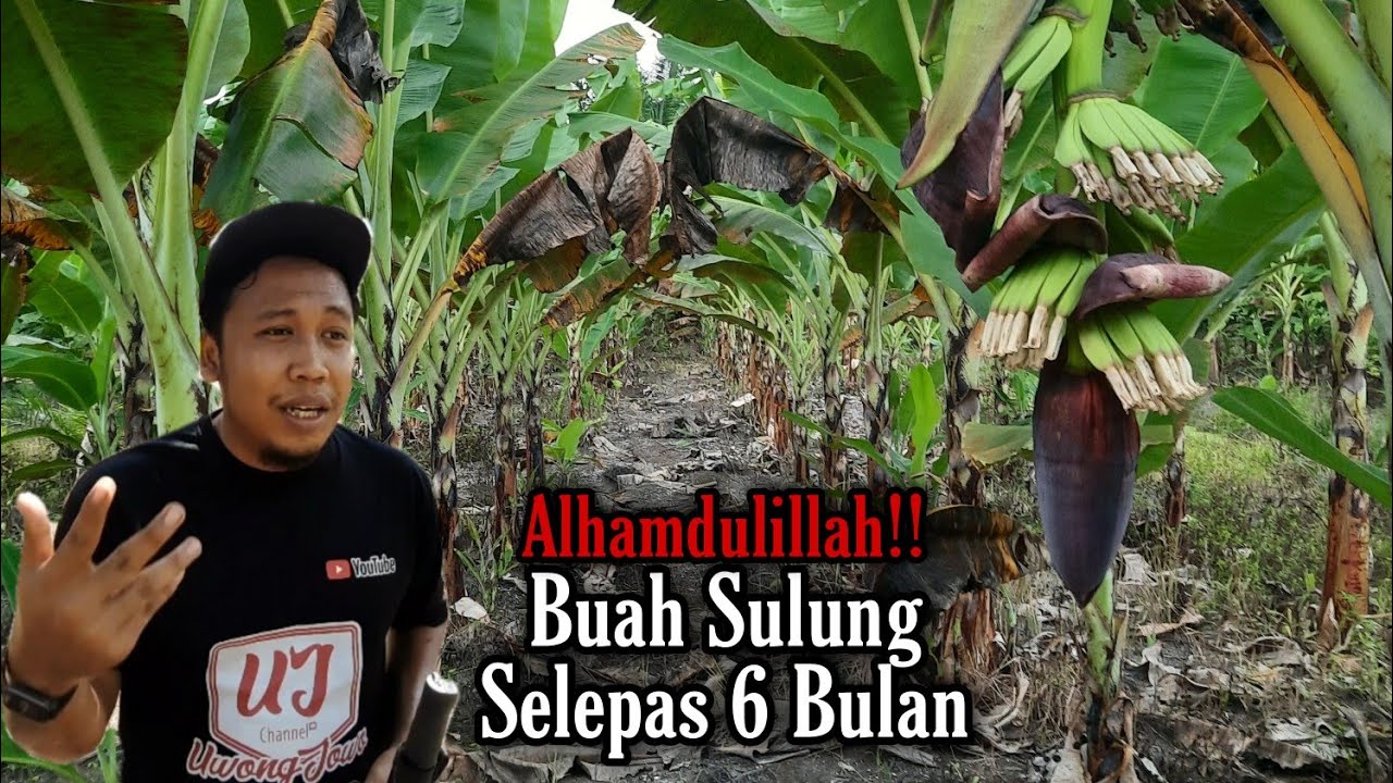 UPDATE | Usia Pisang 6 Bulan SUDAH BERBUAH | Teruskan Membaja atau Tidak?