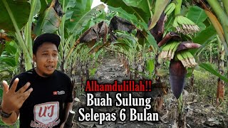 Download Lagu UPDATE | Usia Pisang 6 Bulan SUDAH BERBUAH | Teruskan Membaja atau Tidak? MP3