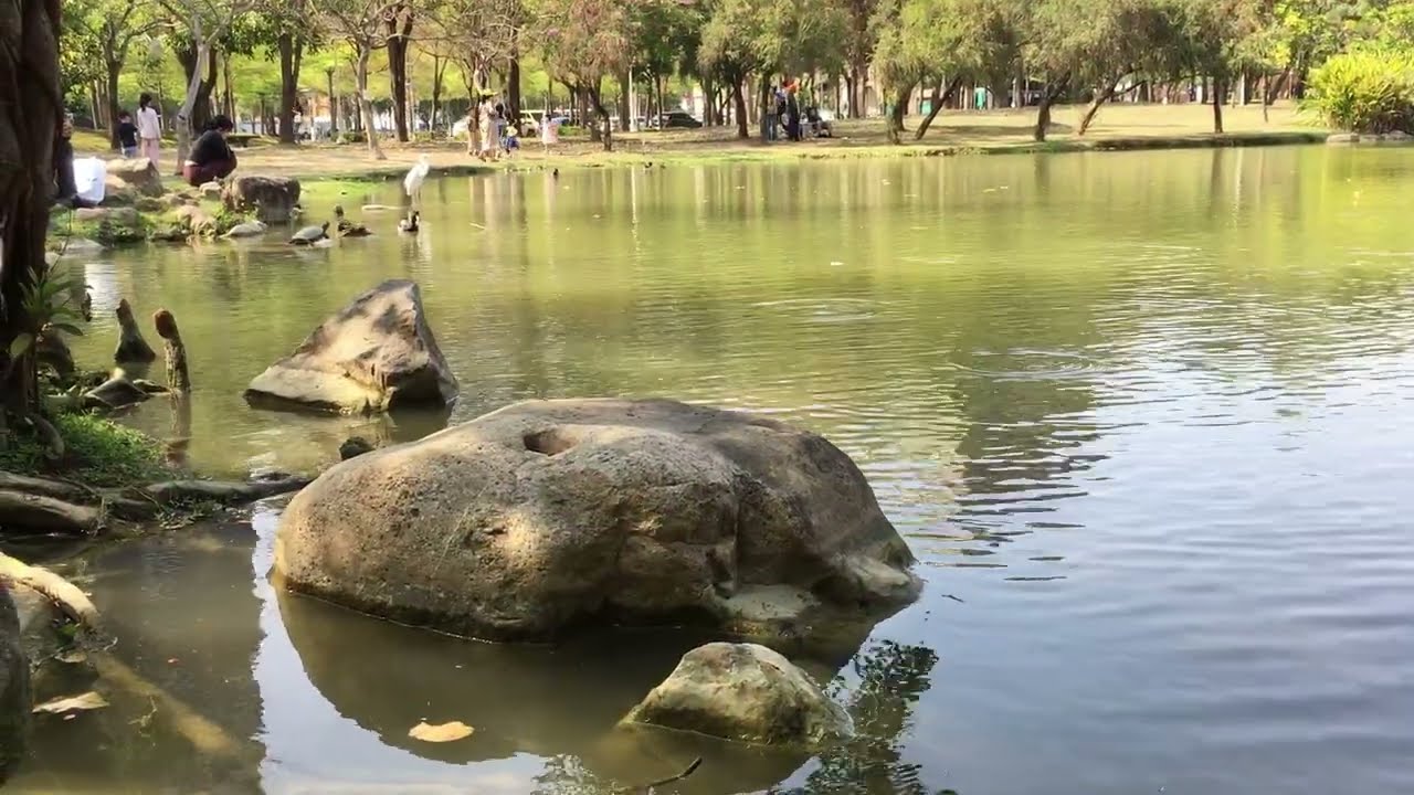 2026 03 08凹子底森林公園 鳥巢遊戲場 生態池 幸福橋 鼓山區 高雄