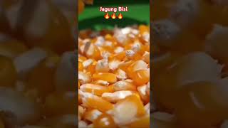 Pesona Jagung Bisi Cap Kapal Terbang #jagung
