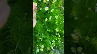 Chamomile harvesting #flowers #beautiful #nature #garden