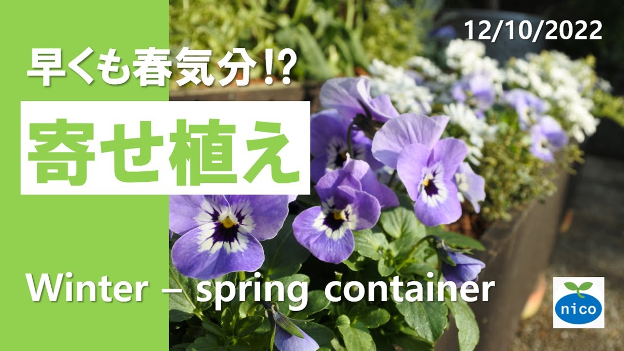 半年楽しめる寄せ植え｜ビオラが主役｜Winter-spring container with