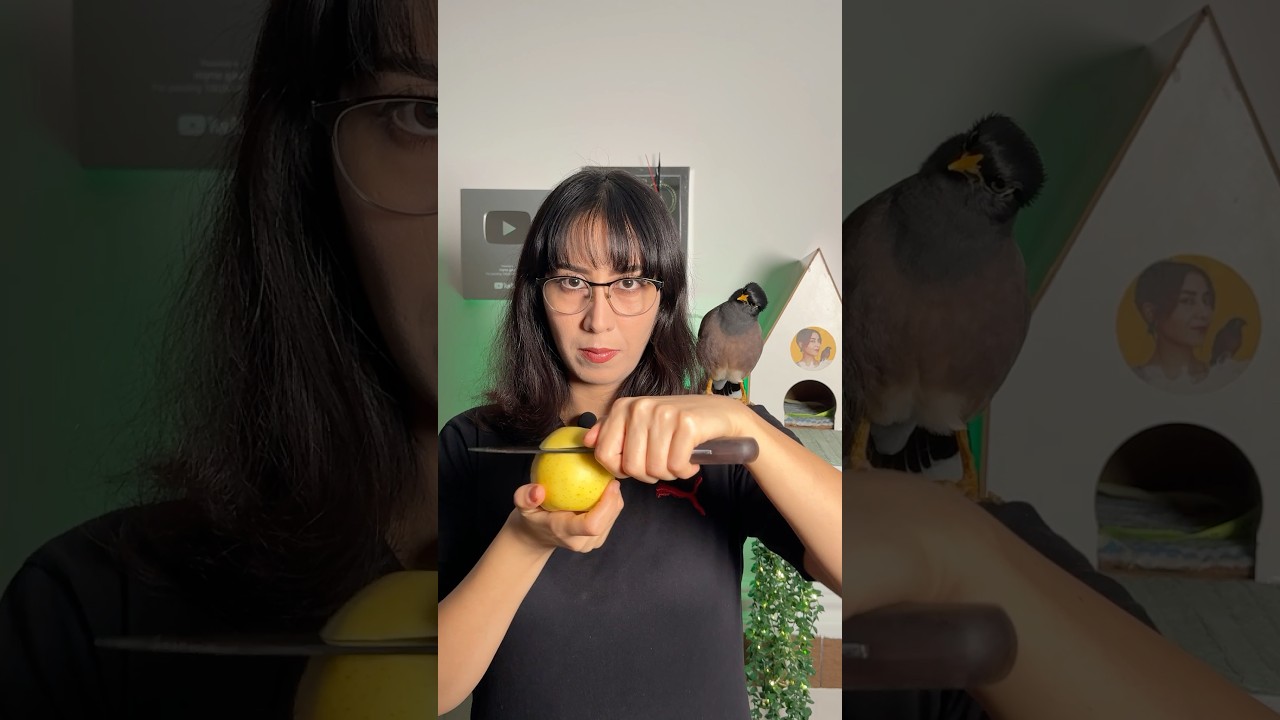 سیب /apple 🍏🥕. #چالش #مخمل #apple #challenge #shorts #birds