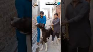 Most demanding dog breed of Pakistan | Bully dogs #strongdogs #bullydogspakistan