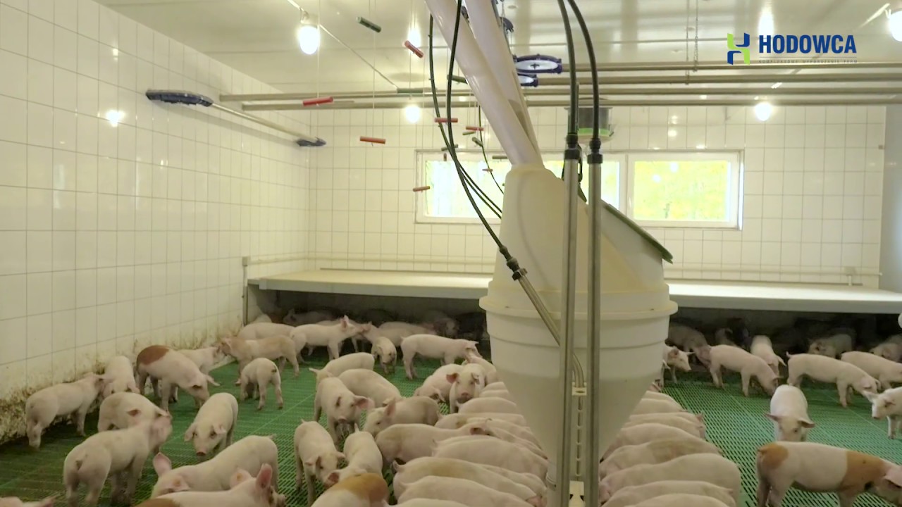 Ferma trzody chlewnej wyposażana przez Hodowca Sp. z o.o.
