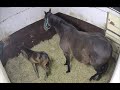 3日目のジレーネの24 / Gold Ship's foal is about to be born
