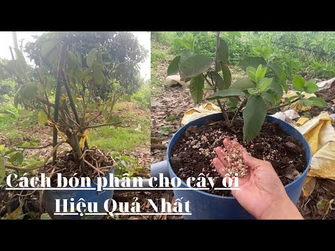 Video #110 Trồng Ổi Trong Chậu kết quả sau 1 tháng | Thanh... - youtube