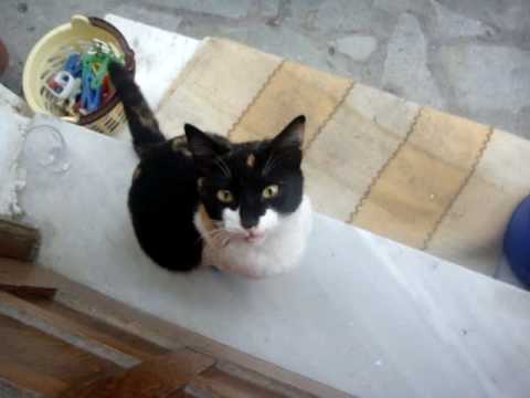 hungry cat hungry cat