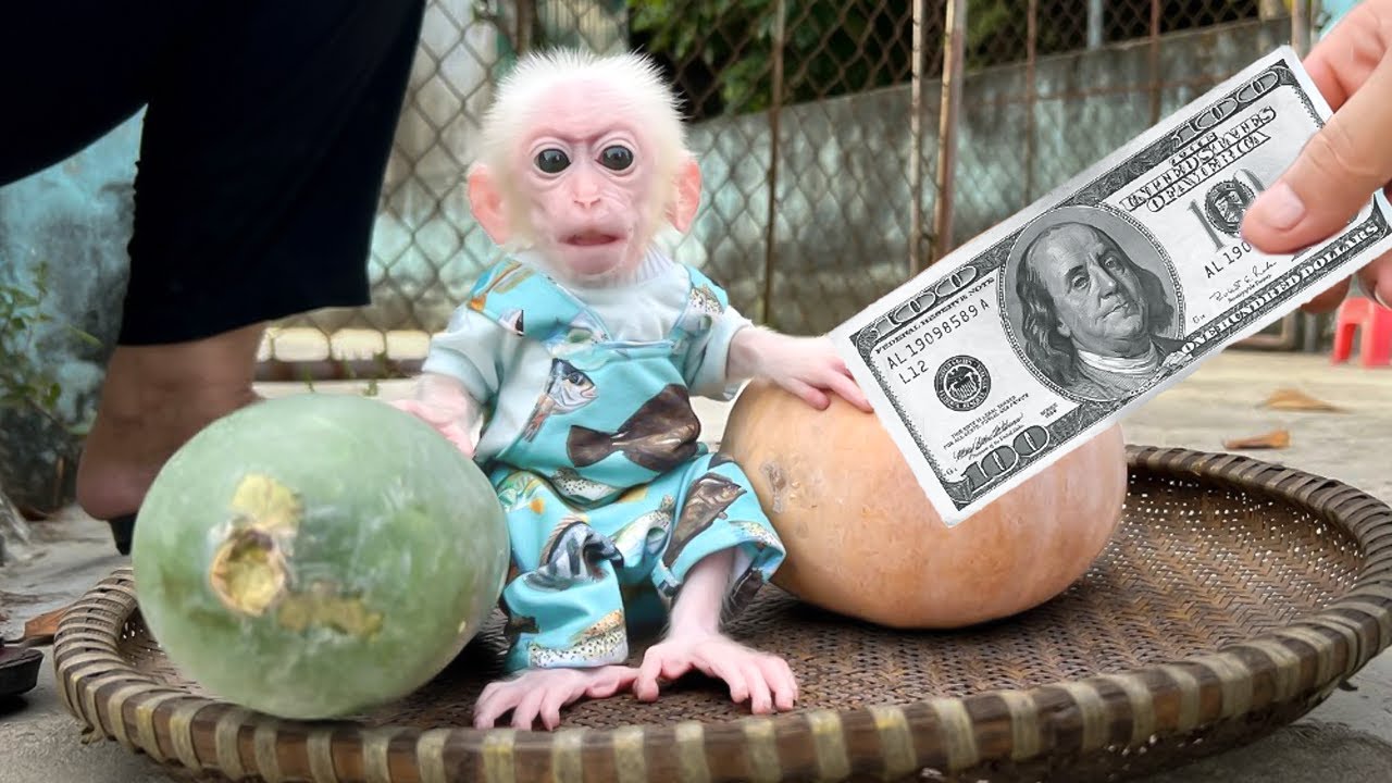 Monkey Poor persistently harvest vegetables to sell for money every day to go to the doctor!