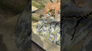 Caracal family made from LEGO #amazing #creative #sculpture #subscribe #wildlife #brickarmy #bigcat