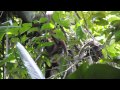 Boa constrictor seen eating howler monkey in a first